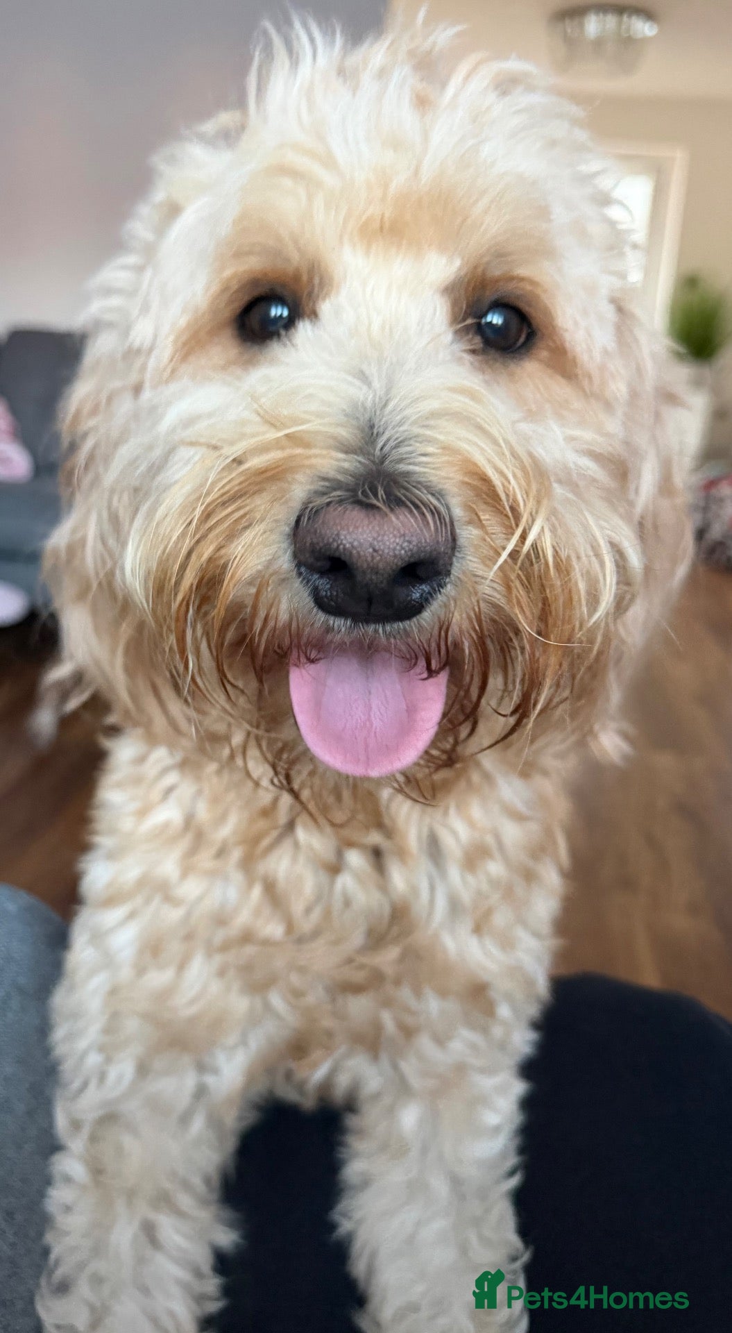 Goldendoodle dogs Multigenerational Goldendoodles Medium Licensed - Advert 2