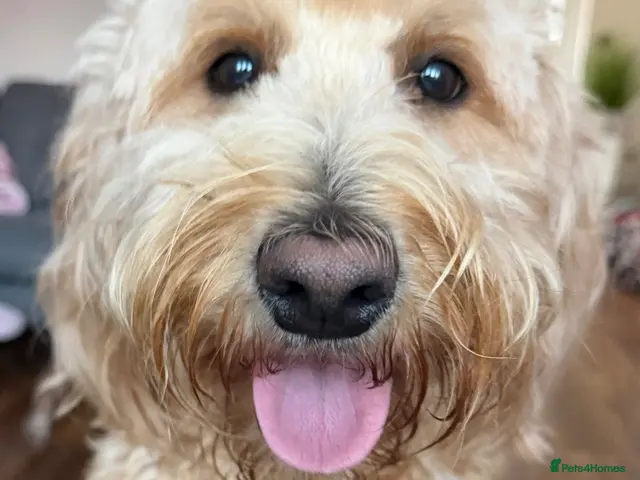 Goldendoodle dogs for sale: Multigenerational Goldendoodles Medium Licensed - Advert 2
