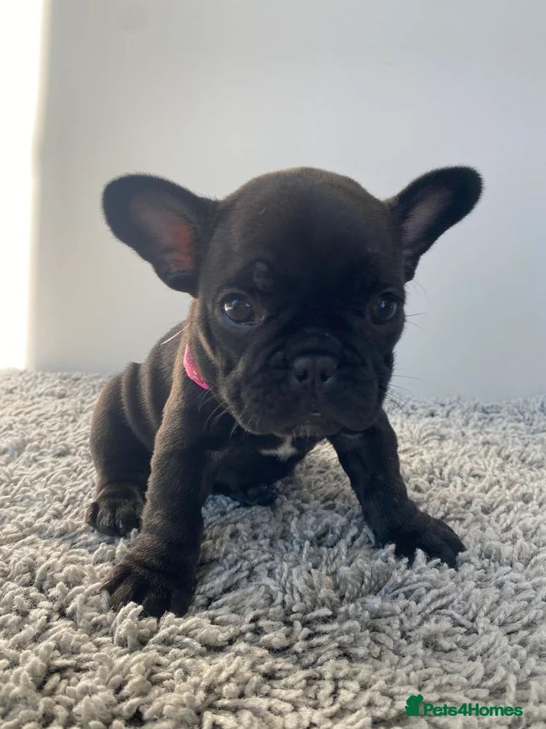 French Bulldog dogs for sale: Rare KC French bulldogs - champion lines  - Image 26