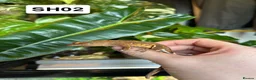 Gecko reptiles for sale: Baby Crested Geckos For Sale 🦎 - Advert 5