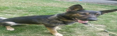 German Shepherd 1