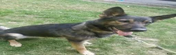 German Shepherd dogs for sale: Rehoming - Advert 1