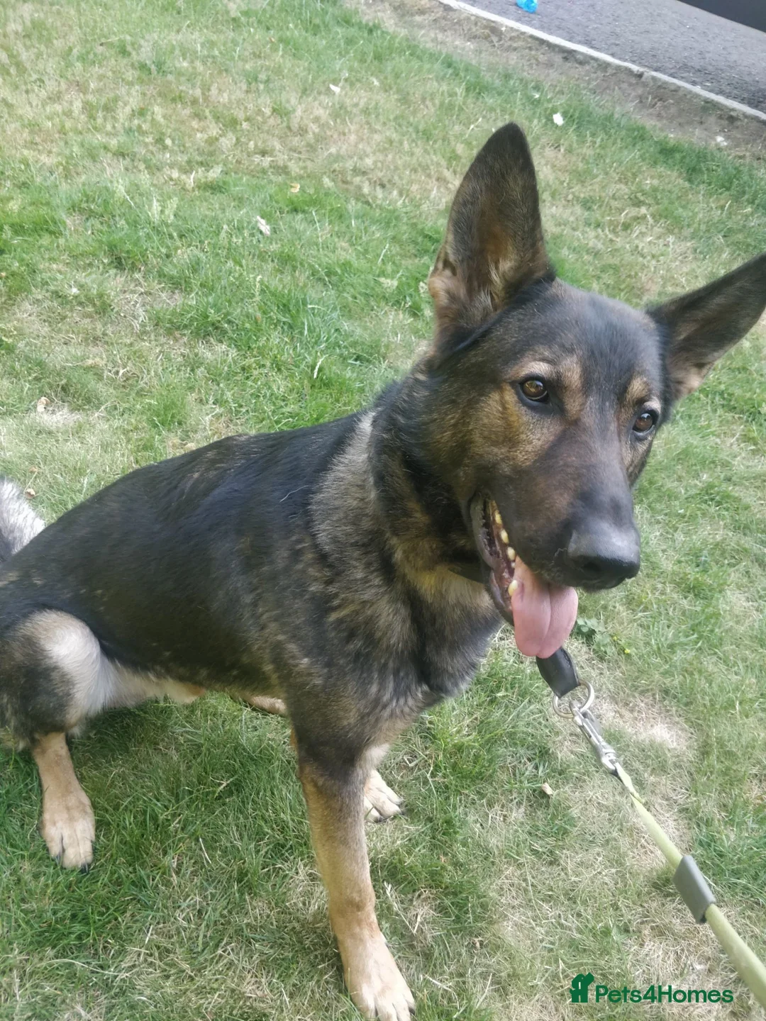 German Shepherd dogs for sale: Rehoming - Advert 1