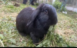 Mini Lop rabbits for sale: Gorgeous rabbit for rehoming  - Image 2