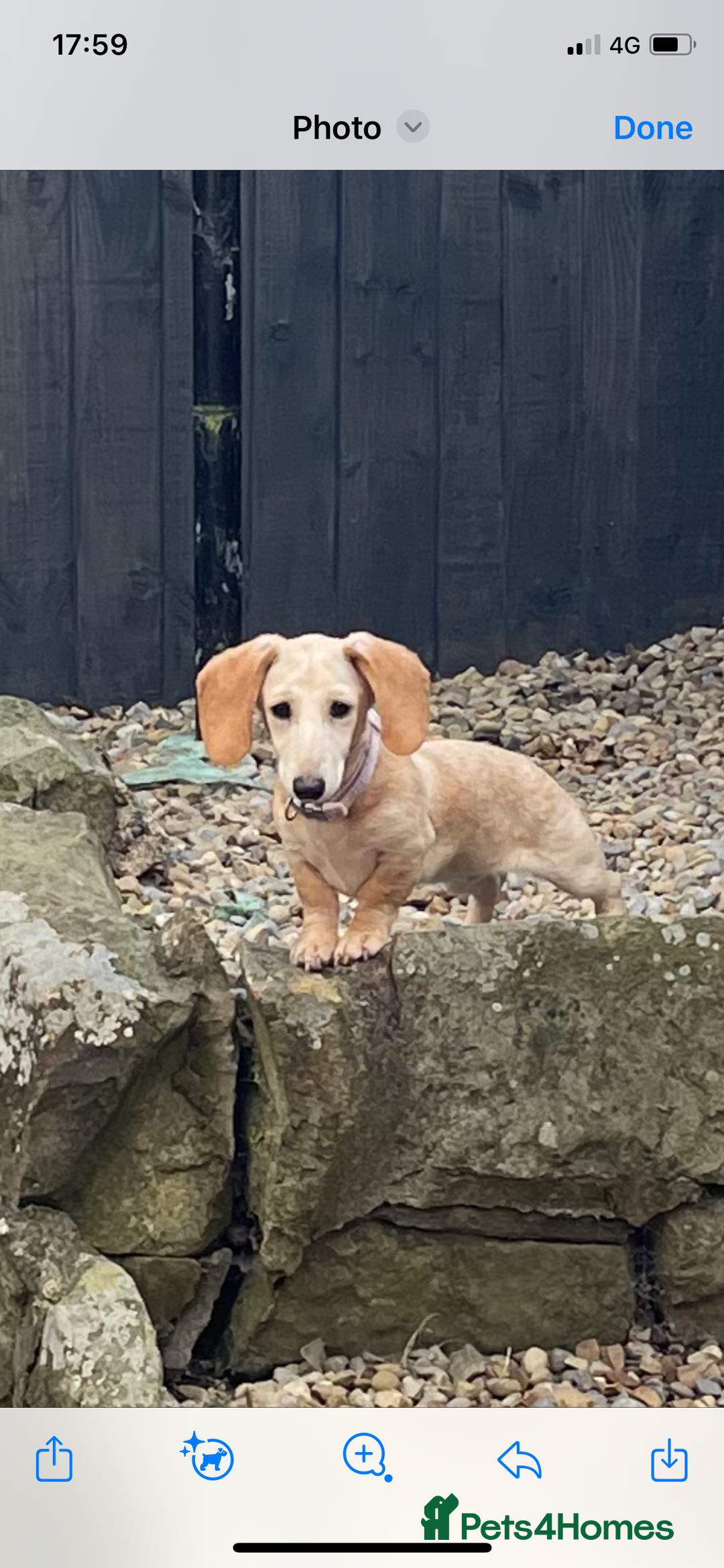 Dachshund dogs for sale: Stunning male Dachshund puppies  - Image 16