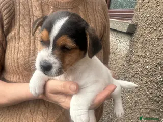 Jack Russell dogs Jack Russell puppies for sale - Advert 8