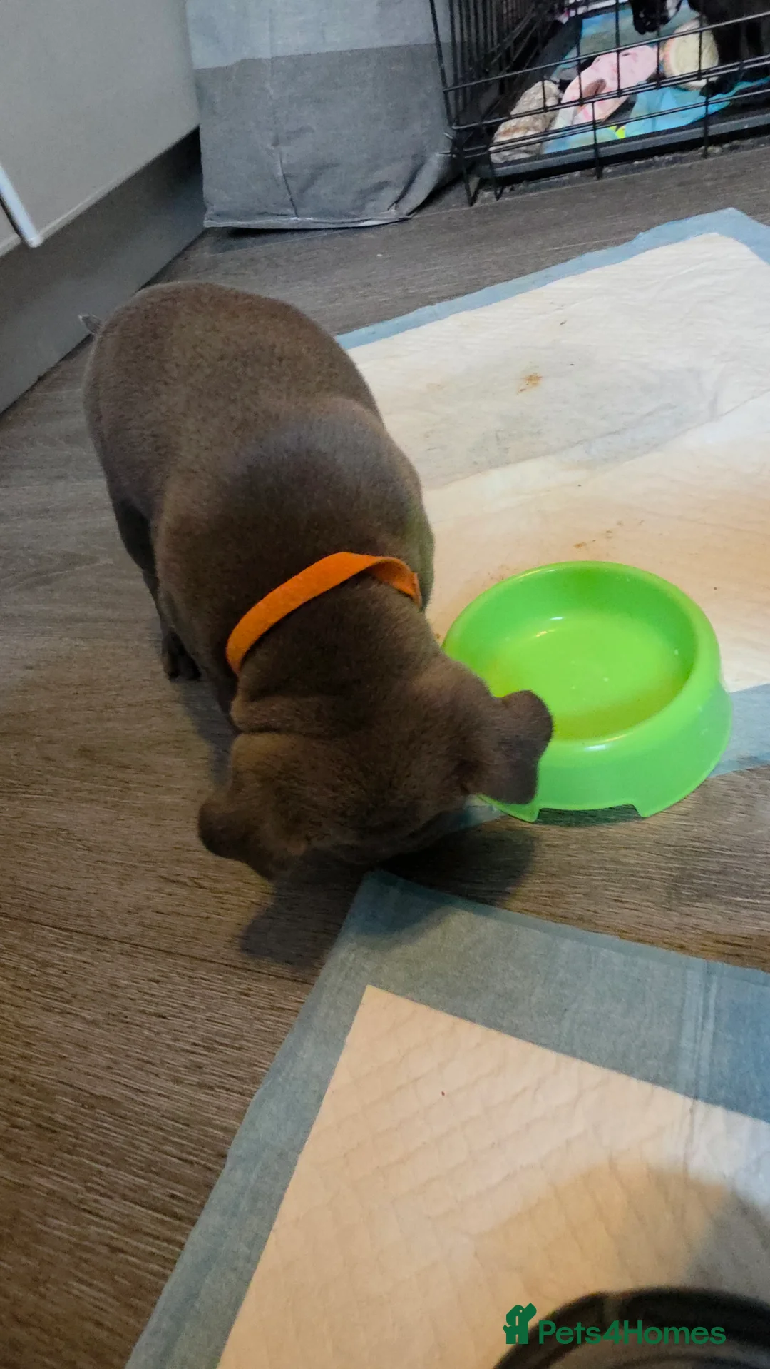 Staffordshire Bull Terrier dogs for sale: Staffordshire bull terrier blues  - Advert 4