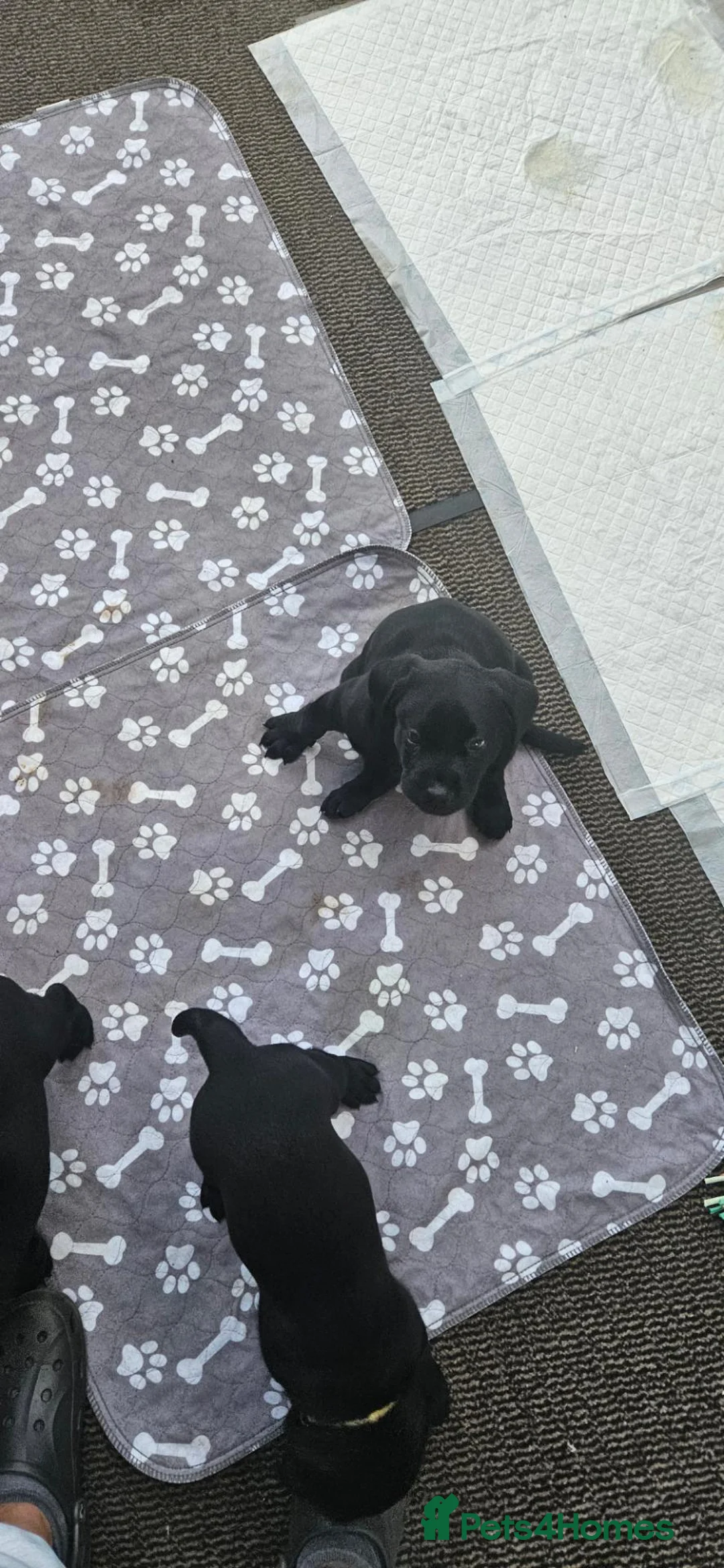 Labrador Retriever dogs for sale: Black labrador puppies for sale in Scarborough - Advert 2