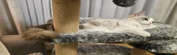 Ragdoll cats for sale:  STUNNING RAGDOLL BOY  - Advert 6