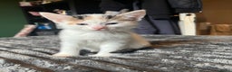 Mixed Breed cats for sale: Beautiful tri coloured kittens  - Advert 12