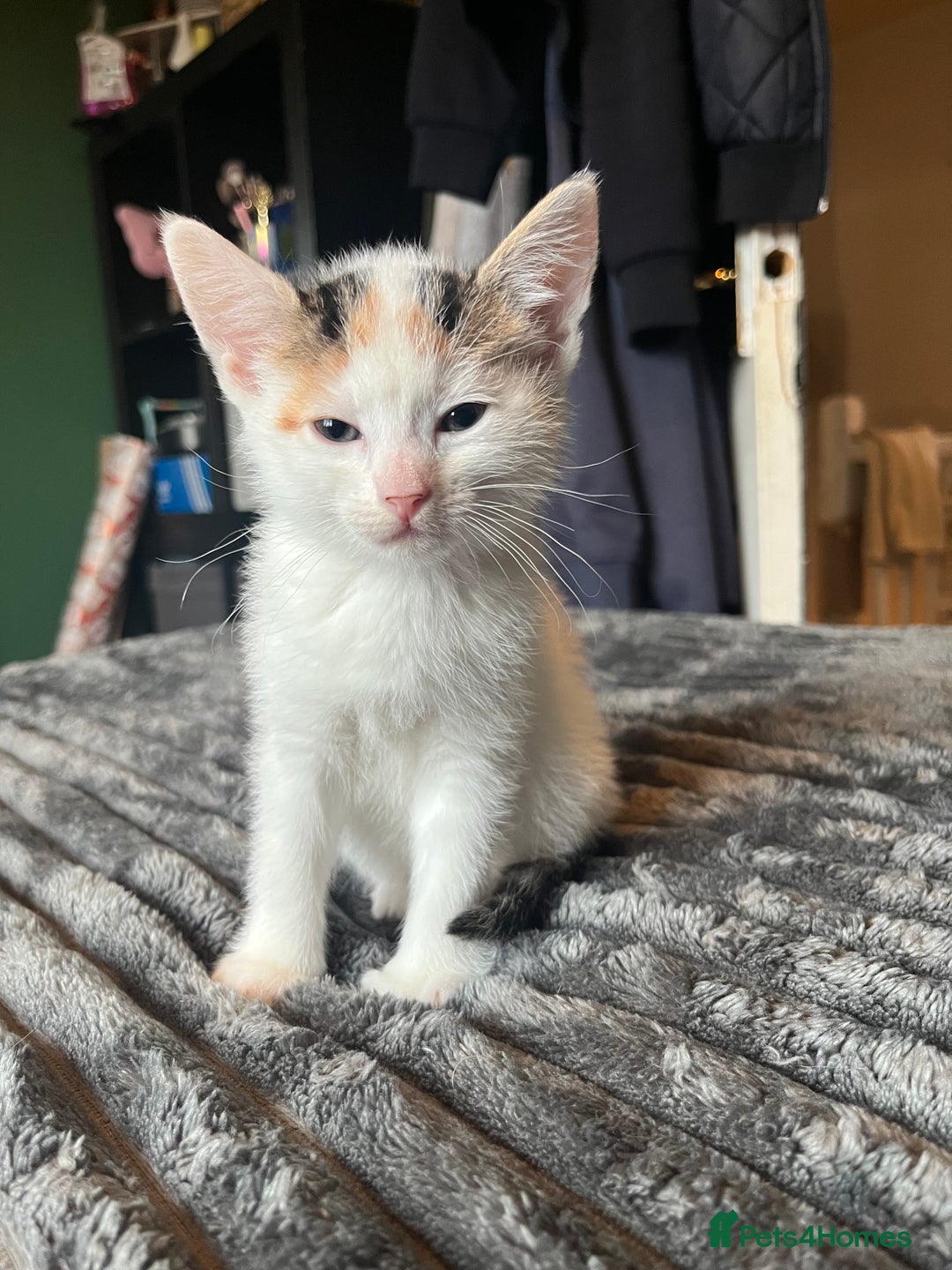 Mixed Breed cats for sale: Beautiful tri coloured kittens  - Advert 12