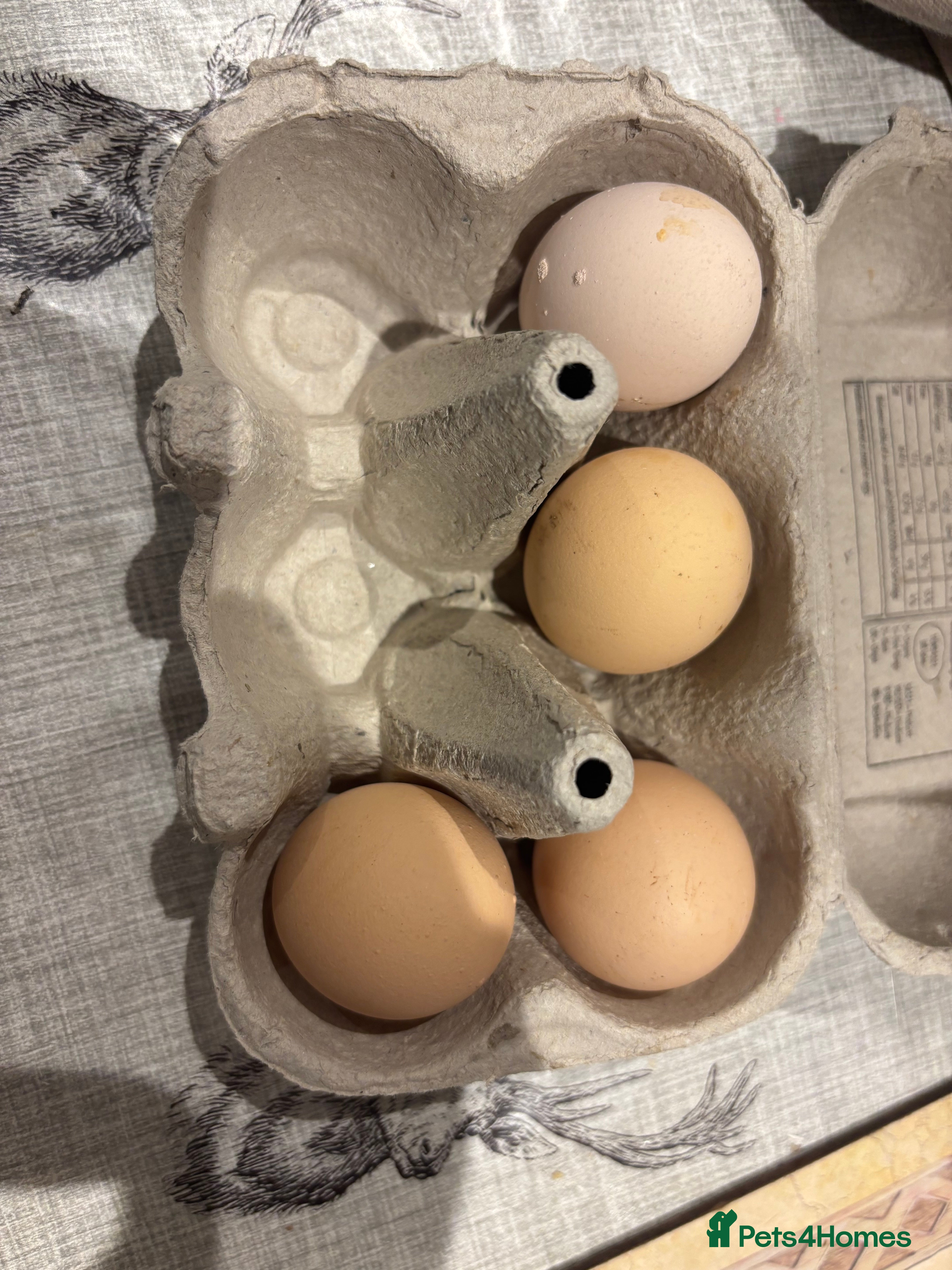 Chickens poultry Bantam hatching eggs  - Advert 7