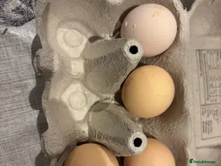 Chickens poultry Bantam hatching eggs - Advert 7