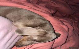 Miniature Dachshund dogs for sale: Mini Dachshund  - Image 2
