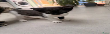Kitten 4