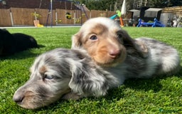 Miniature Dachshund dogs for stud: ✨chocolate and tan mini long haired dachshund ✨kc  - Image 7