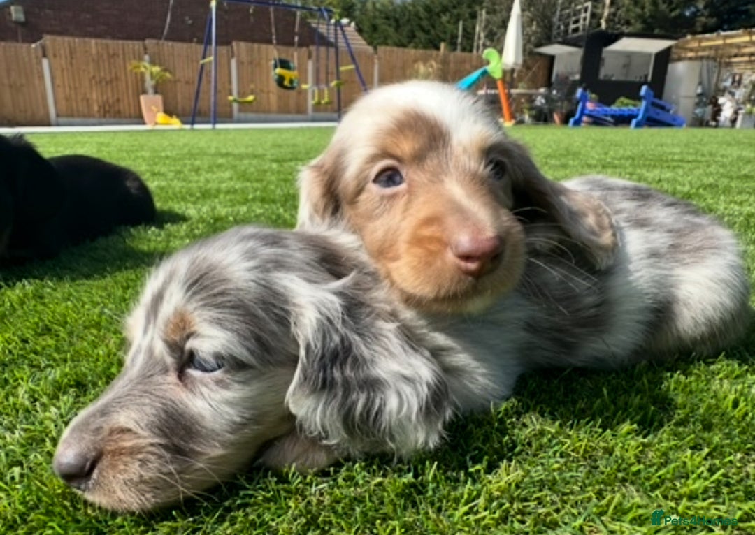 Miniature Dachshund dogs for stud: ✨chocolate and tan mini long haired dachshund ✨kc  - Image 7