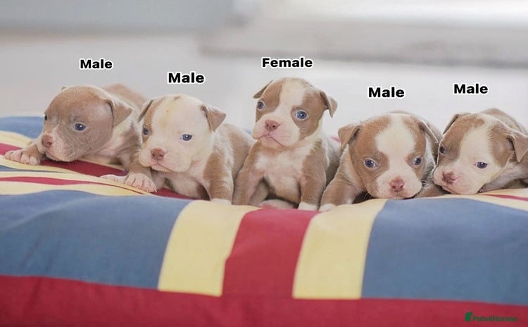 Olde English Bulldogge dogs 5⭐️COUNCIL APPROVED,LICENSED, 23 YEARS EXPERIENCE. - Advert 2