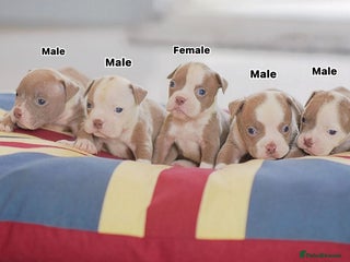 Olde English Bulldogge dogs 5⭐️COUNCIL APPROVED,LICENSED, 23 YEARS EXPERIENCE. - Advert 2