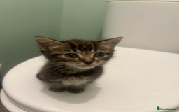 Mixed Breed cats for sale: Mouse — Rescue Kitten Looking for a Forever Home - Image 1