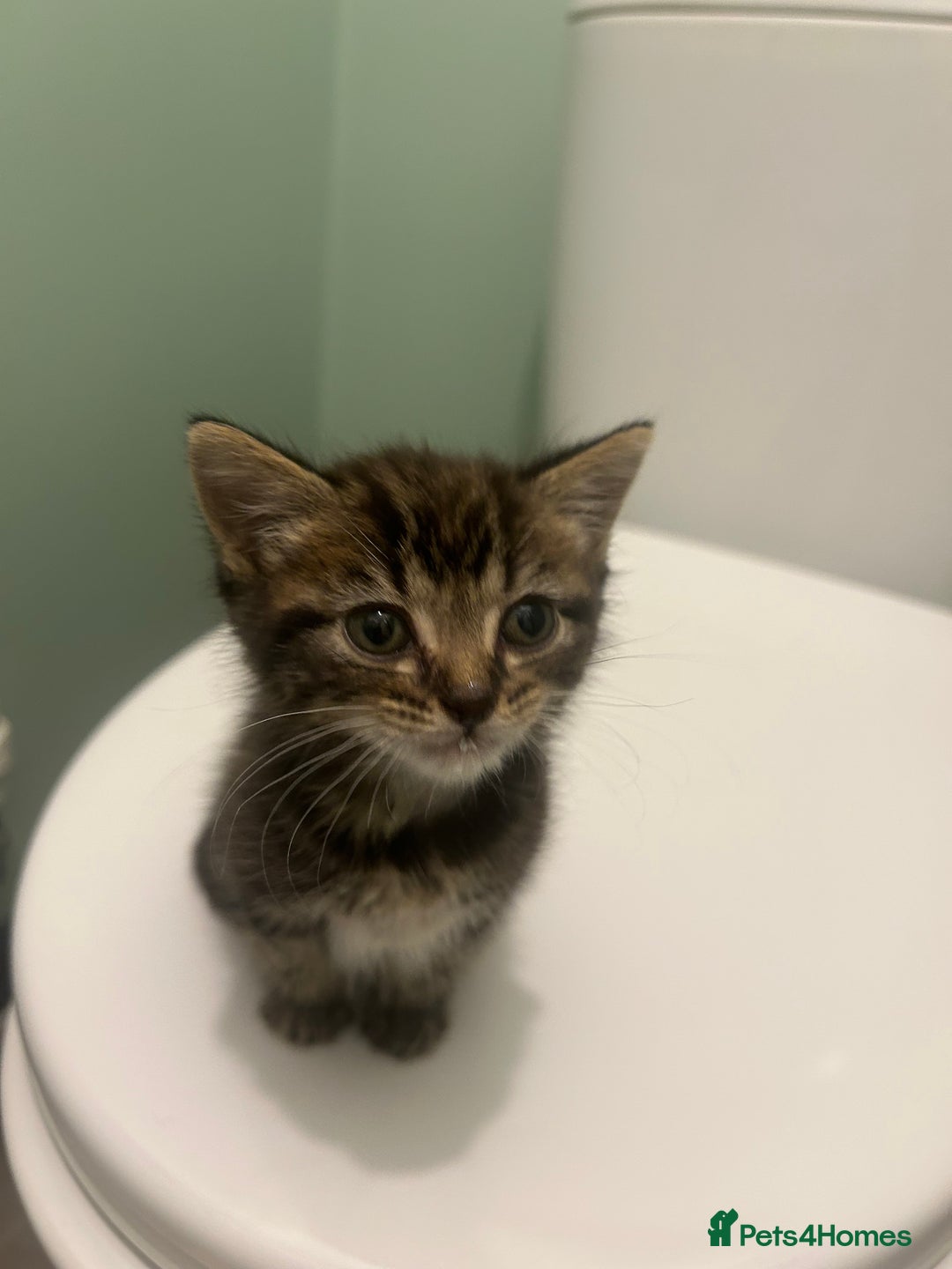 Mixed Breed cats for sale: Mouse — Rescue Kitten Looking for a Forever Home - Image 1