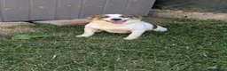 Mixed Breed dogs for adoption: Lizzie for adoption in Leighton Buzzard - Advert 2