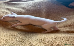 Mixed Breed dogs for sale: German Shepherd cross puppies - Image 3