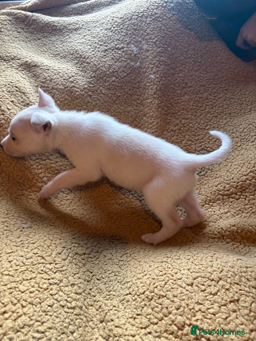 Mixed Breed dogs for sale: German Shepherd cross puppies - Image 3