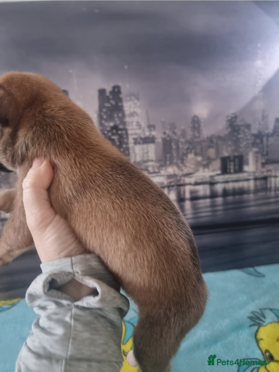 Boxer dogs for sale: Boxer puppy - Advert 8