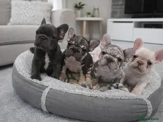 French Bulldog dogs Beautiful well loved babies - Advert 1