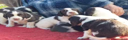 English Springer Spaniel dogs for sale: Springer Spaniel Puppies for sale - Advert 28