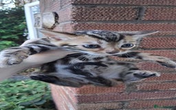 Bengal cats for sale: TICA Brown and Silver Bengal Kittens - Image 3