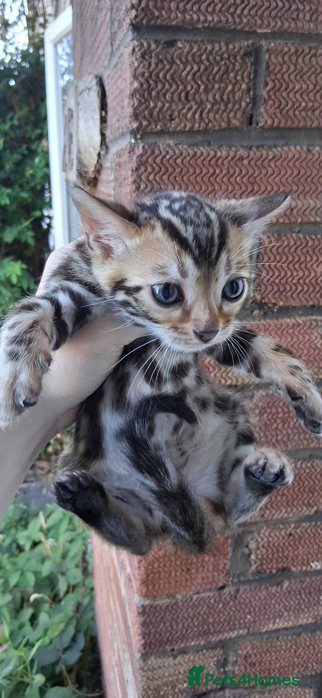 Bengal cats for sale: TICA Brown and Silver Bengal Kittens - Image 3