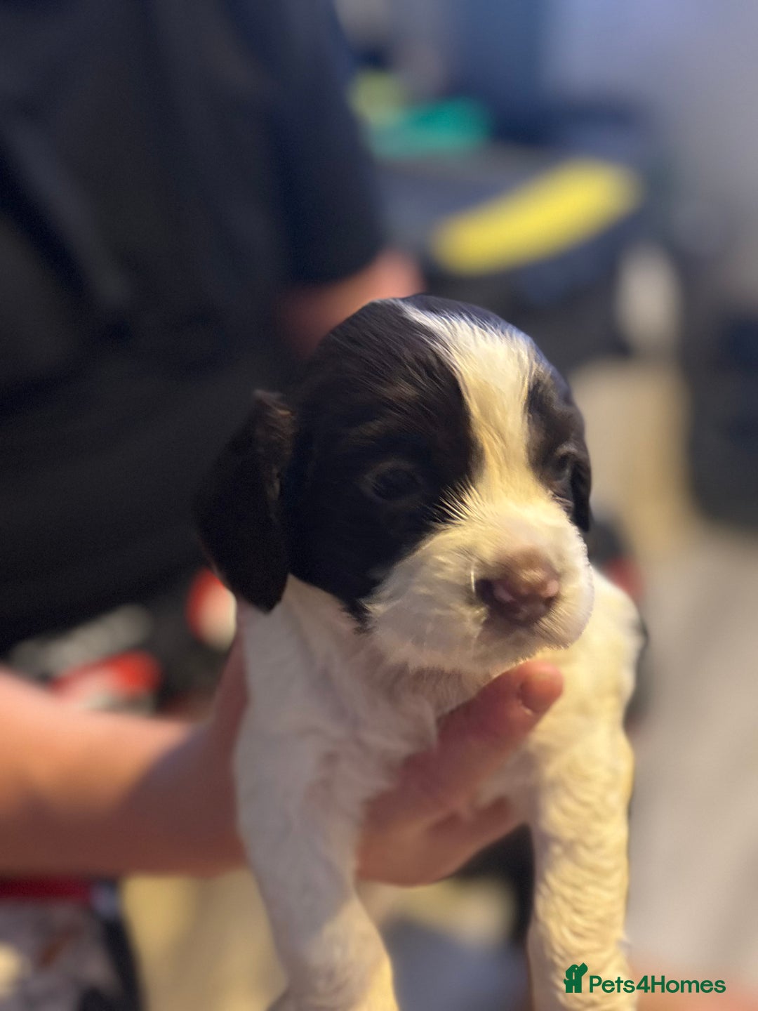 English Springer Spaniel dogs for sale: English Springer Spaniel Puppies  - Advert 8