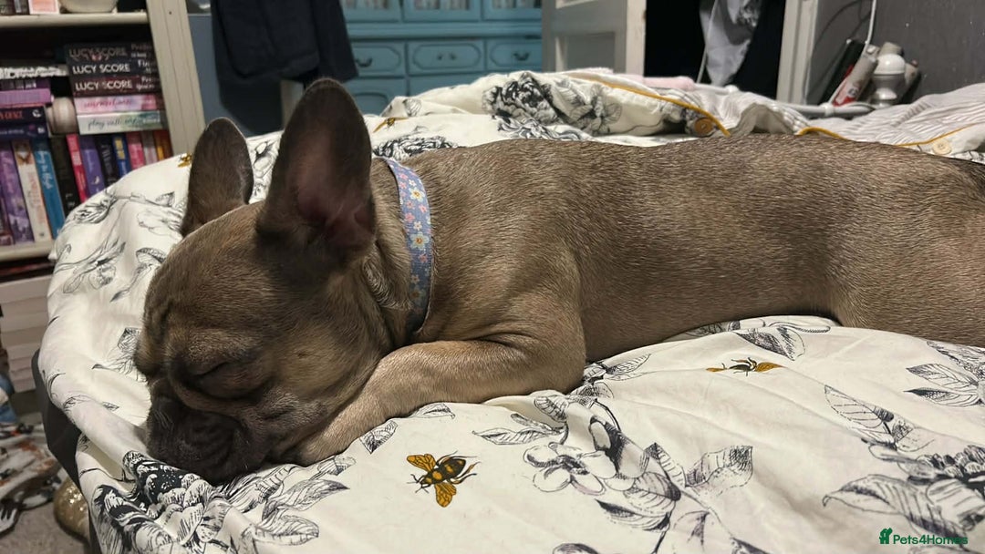 French Bulldog dogs for sale: 1 year old female blue fawn French bulldog  - Advert 8