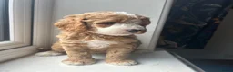 Double Doodle dogs for sale: Gorgeous Australian double doodle puppies - Advert 11