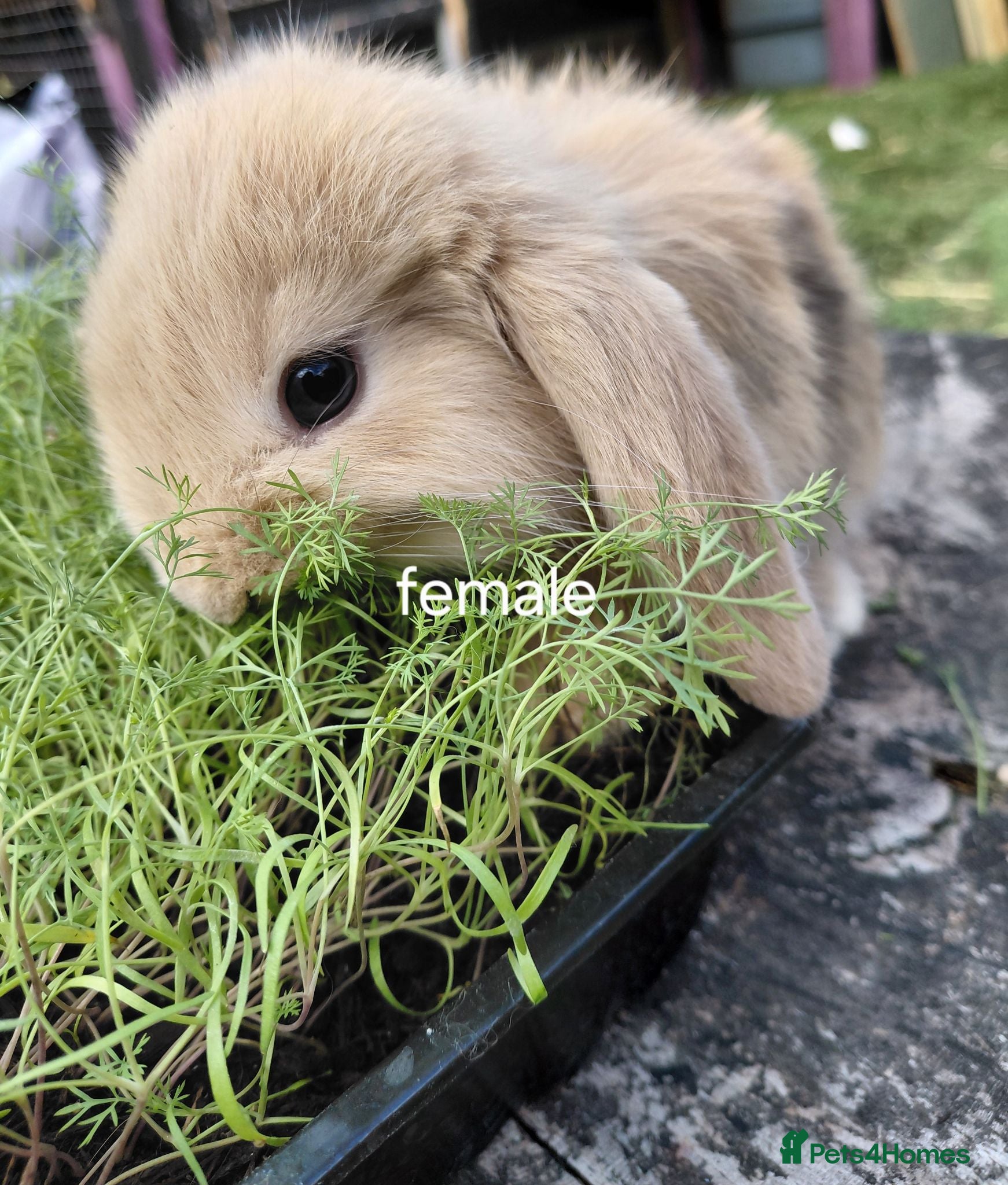 French Lop rabbits Vaccinated french lop babies  - Advert 2