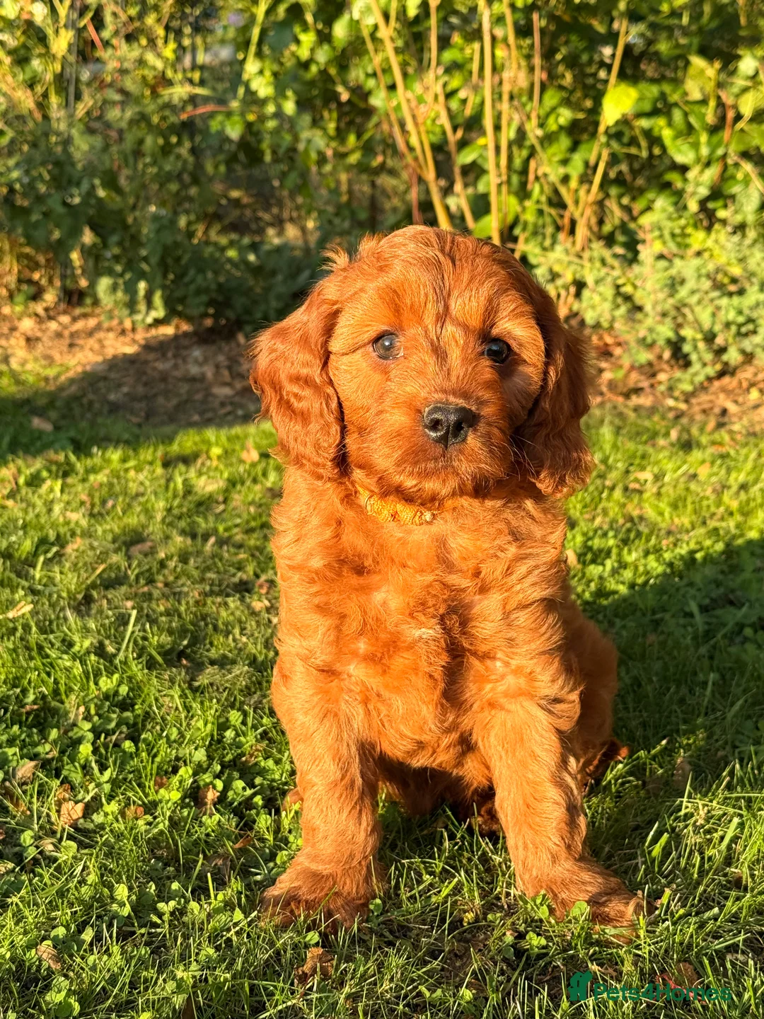 Miniature Poodle dogs for stud: KC Red Miniature Poodle For Stud  - Advert 12