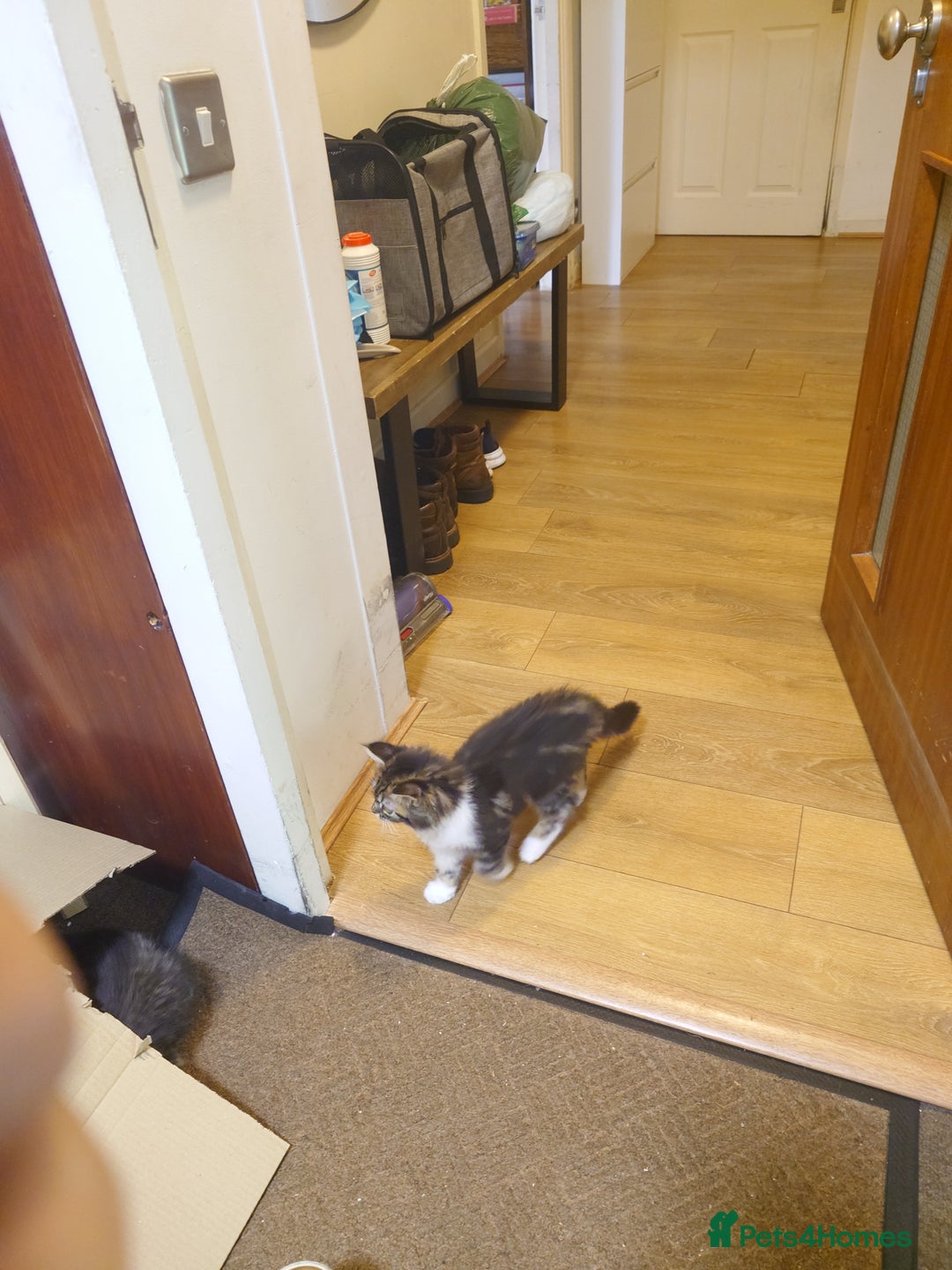 Persian cats for sale: Persian kittens: 2 girls and 1 boy (£230 each) - Image 14