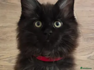 Maine Coon cats XL maine coon kittens GCCF - Advert 13