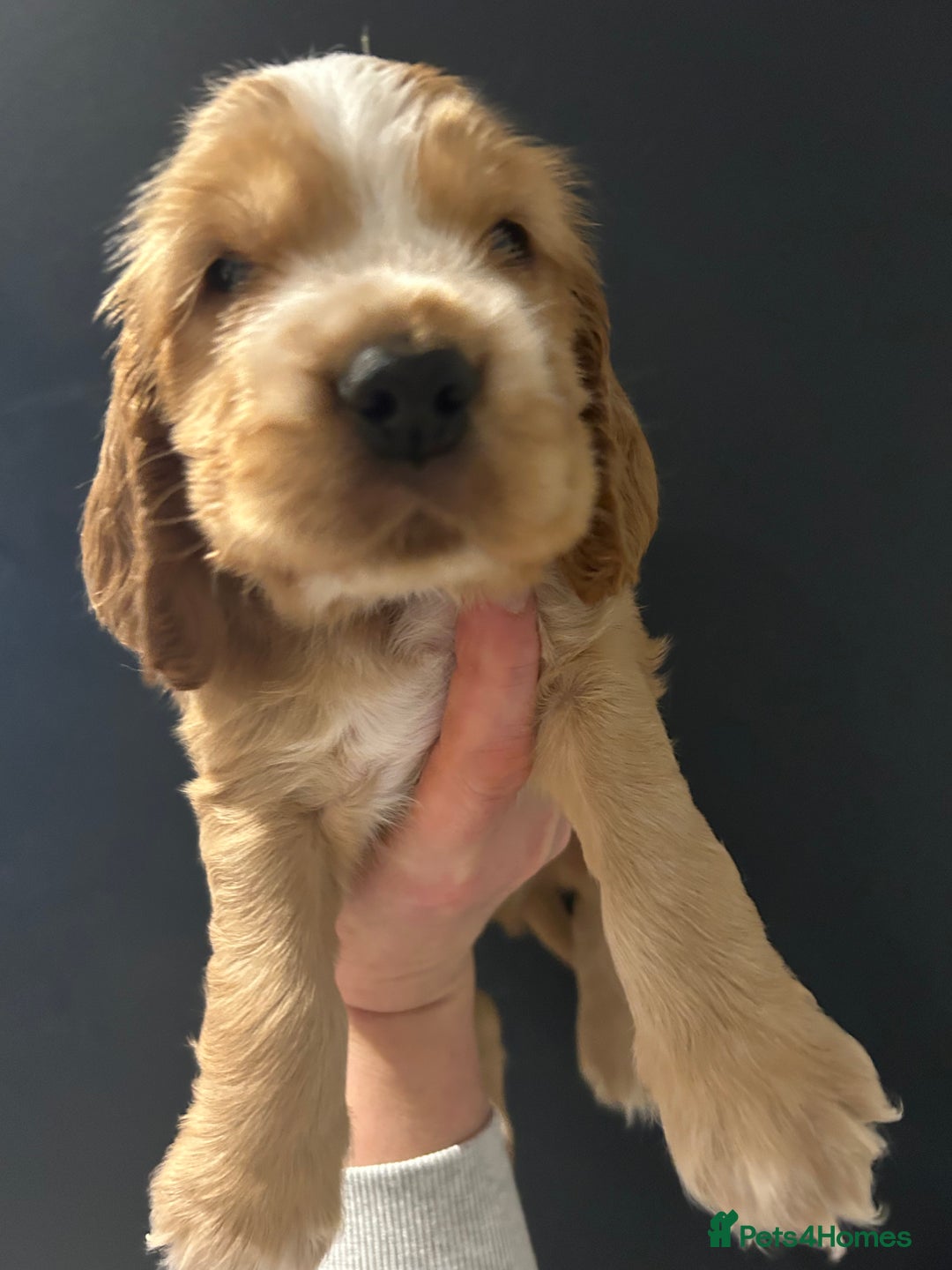 Cocker Spaniel dogs for sale: Golden show type cocker spaniel one boy available  - Advert 6