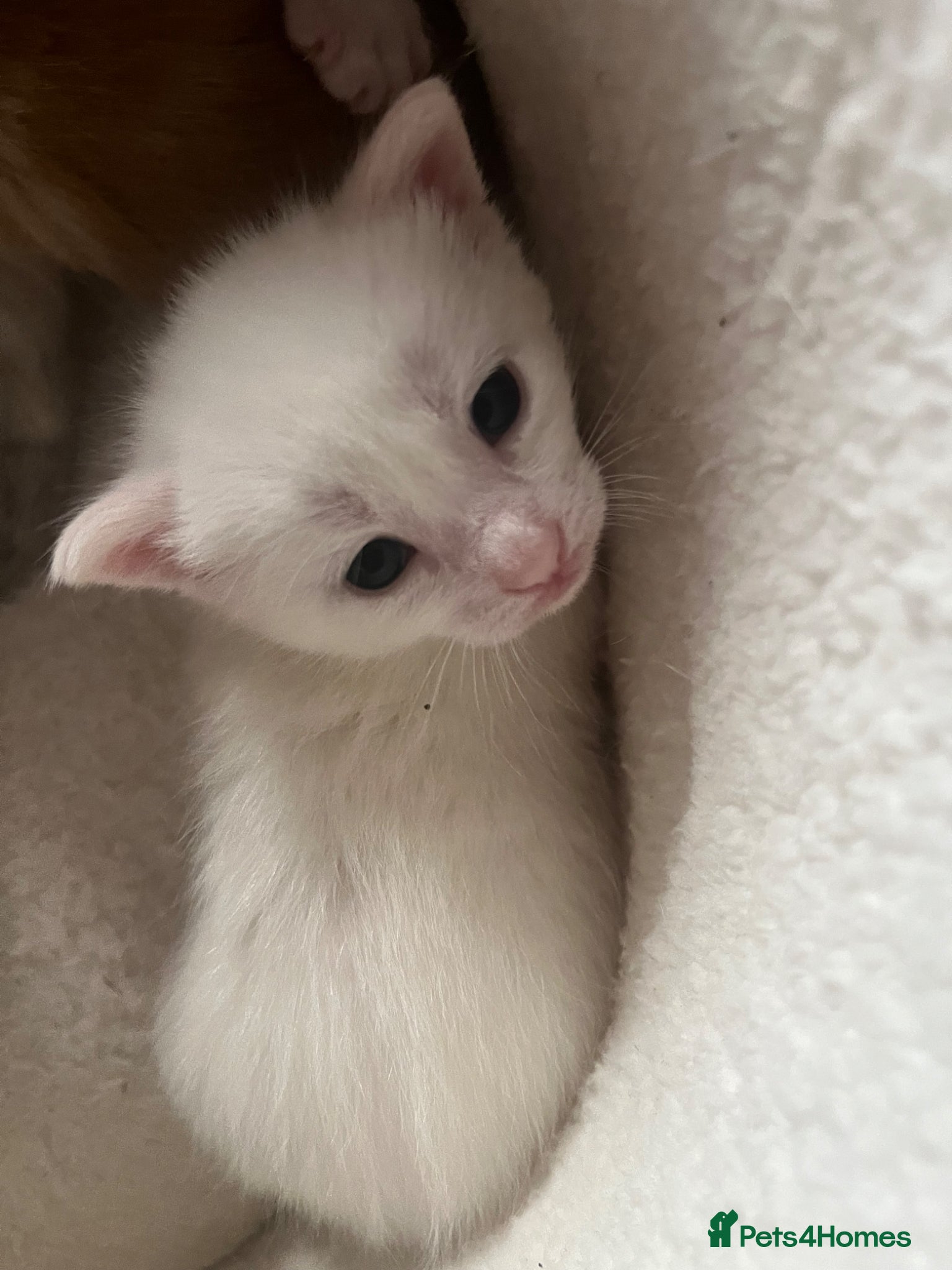 Khao Manee cats White softest/ cutest/luckyest Cat ever seen - Advert 2