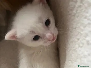 Khao Manee cats White softest/ cutest/luckyest Cat ever seen - Advert 2