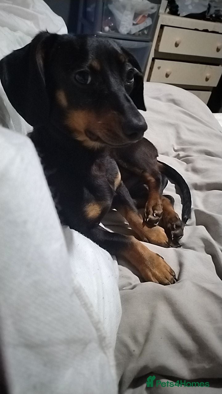 Dachshund dogs A loving dachshund  - Advert 2