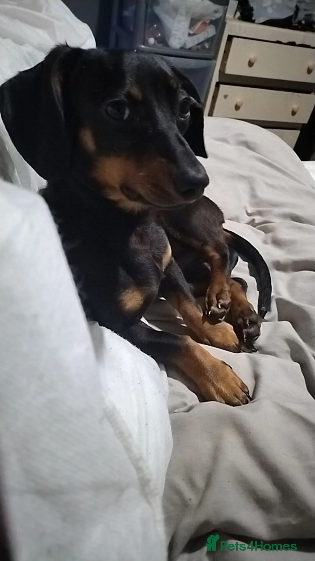 Dachshund dogs for sale: A loving dachshund  - Advert 1