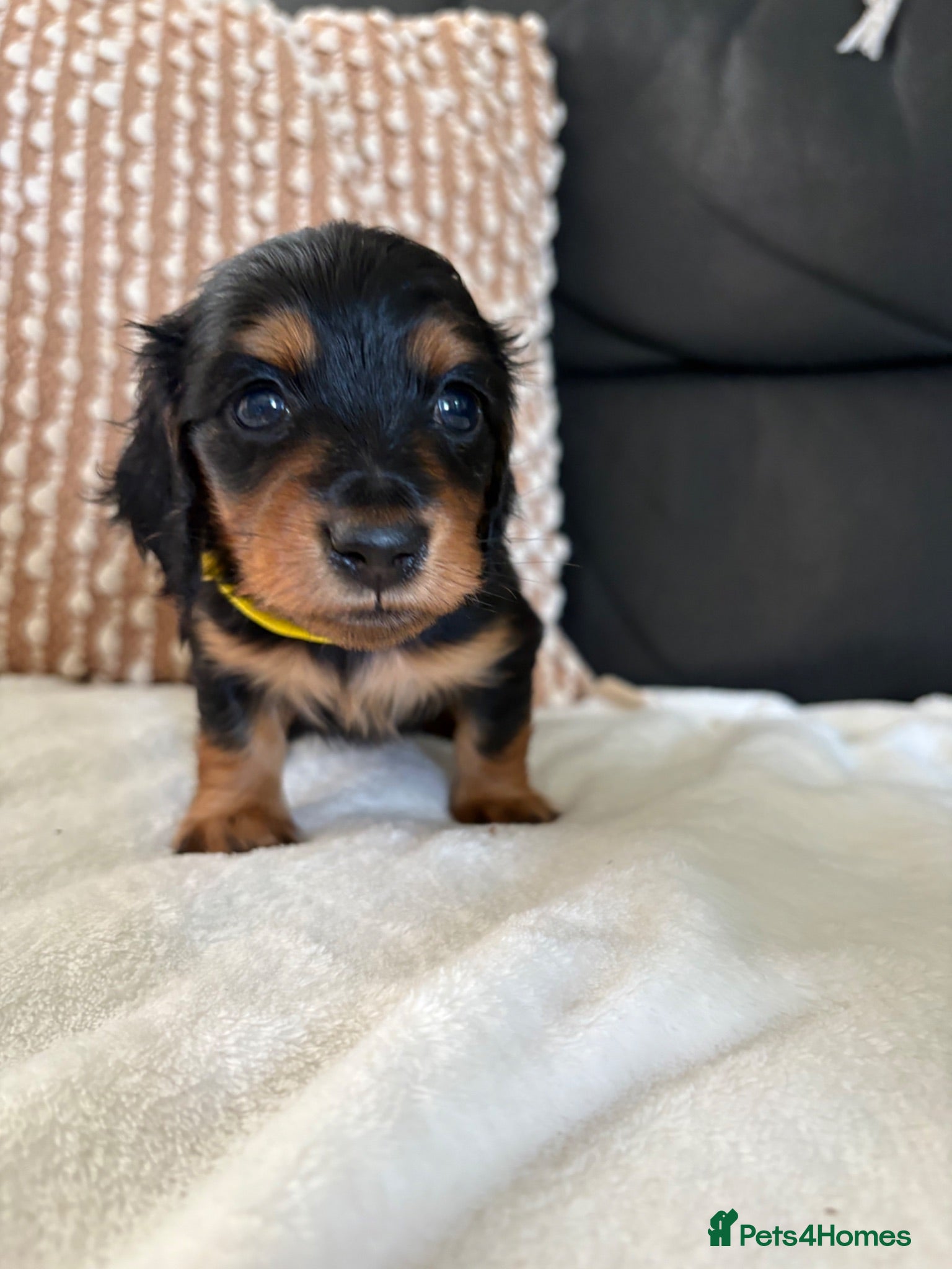 Miniature Dachshund dogs Last 2 longhaired 1 boy 1 girl PRA clear - Advert 4