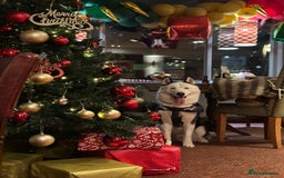 Siberian Husky dogs for stud: Stunning Blue eye Sibrian Husky for Stud  in Liverpool - Image 19