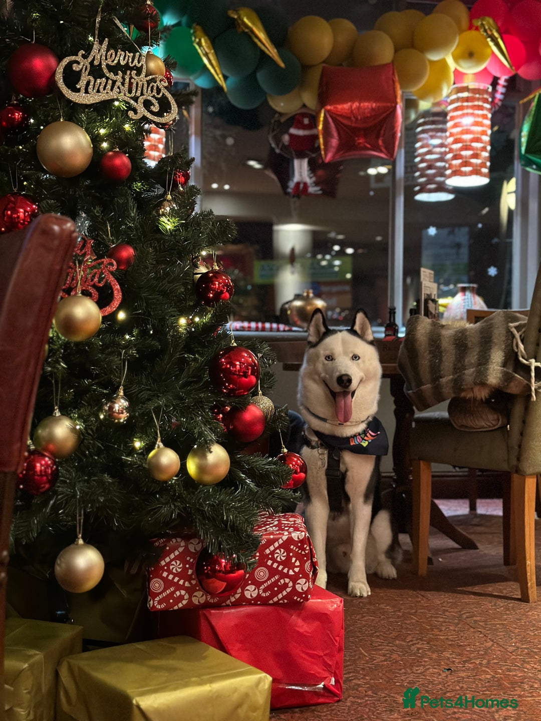 Siberian Husky dogs for stud: Stunning Blue eye Sibrian Husky for Stud  in Liverpool - Image 19