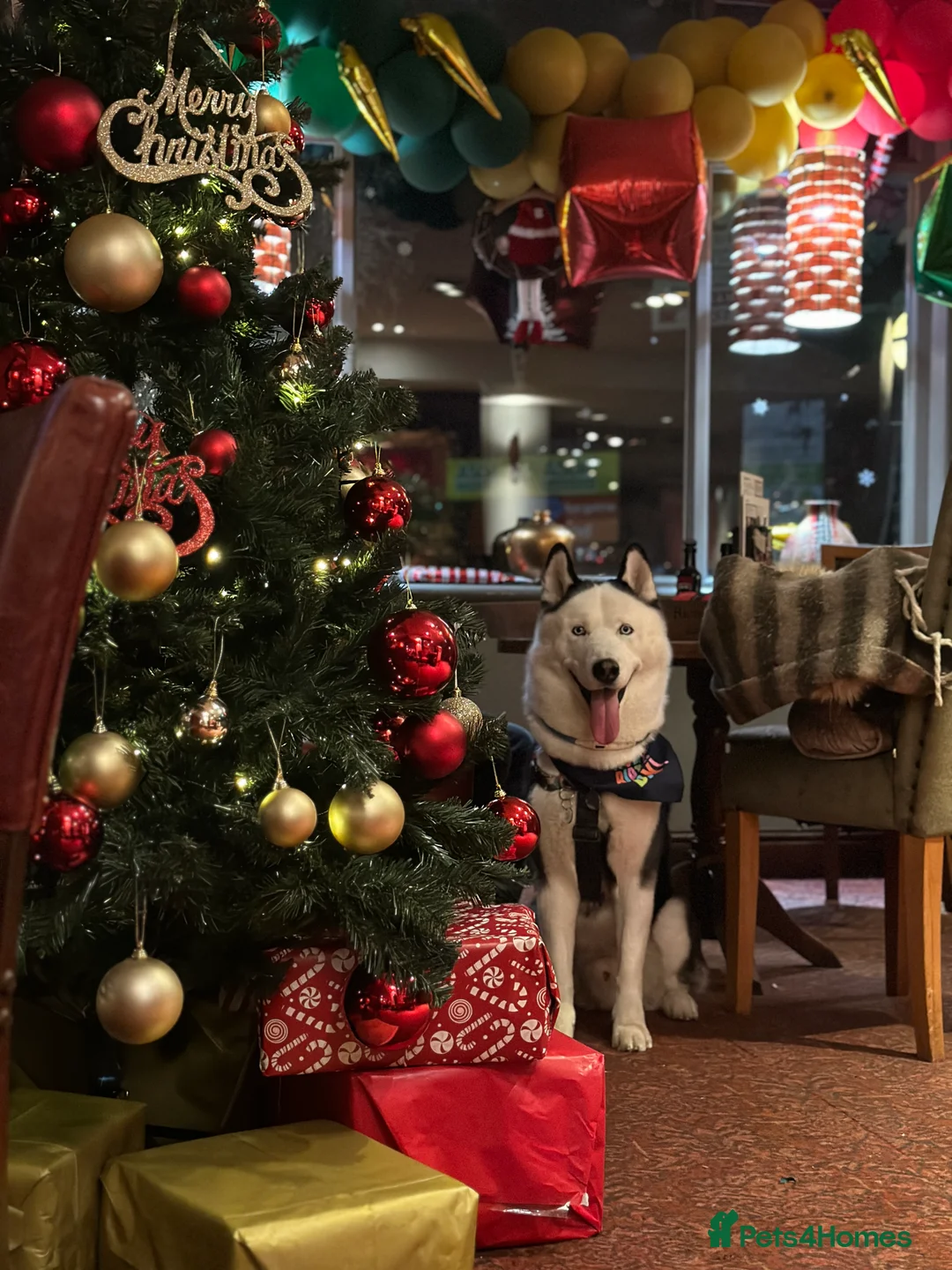 Siberian Husky dogs for stud: Stunning Blue eye Sibrian Husky for Stud (Proven) in Liverpool - Advert 19