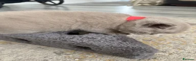 British Shorthair Kitten 4